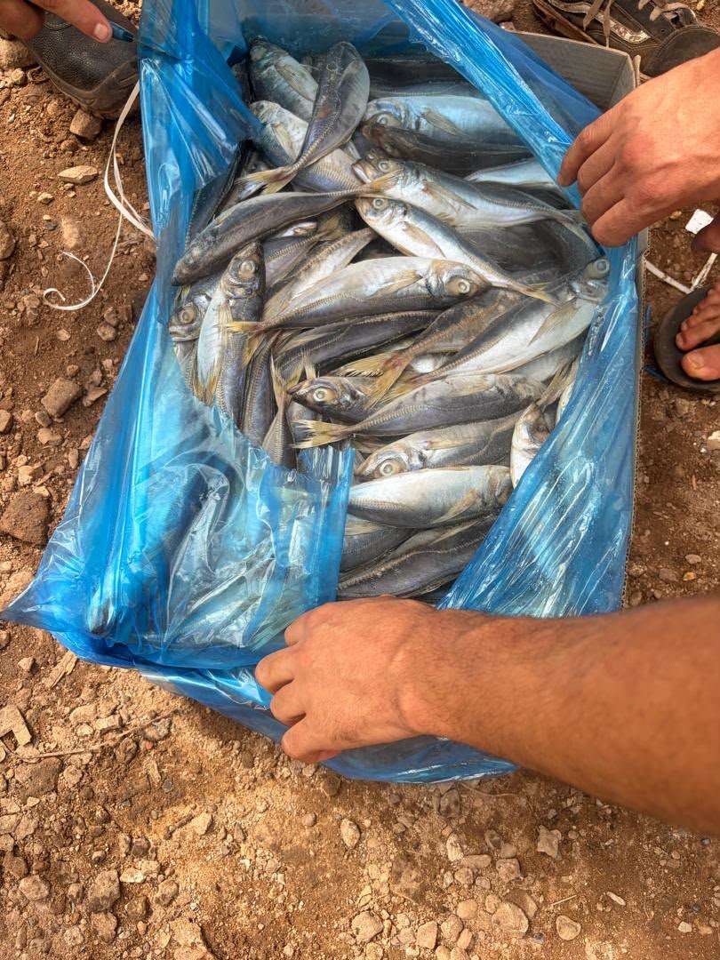 Poisson préparé pour le transport